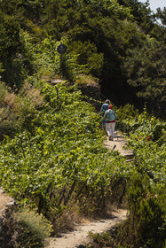Italie, Ligurie, Cinque Terre, parc national des Cinque Terre classé Patrimoine Mondial de l'UNESCO, randonneurs sur le sentier GR 586 passant dans le vignoble en terrasse entre Corniglia et Volastra au dessus de Manarola