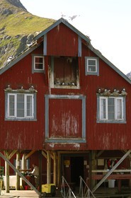 Norway, Nordland County, Lofoten Islands, Moskenes island, rorbuer (fishermen's huts) at the village of A (Å) and sea gull nests