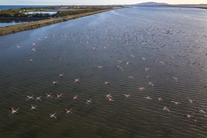 France, Hérault (34), Frontignan, vol de flamants roses (Phoenicopterus roseus) dans l'Etang d'Ingril, le Mont Saint-Clair à Sète en arrière plan (vue aérienne)