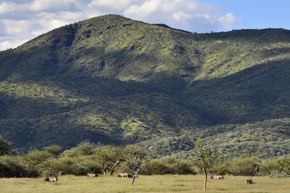 Namibie, région de Khomas, nord de Windhoek, Okapuka Ranch, oryx gazelle ou gemsbok (Oryx gazella)