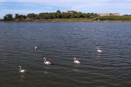 France, Hérault (34), Villeneuve-lès-Maguelone (Palavas-Les-Flots), flamants roses dans l'Etang de Pierre Blanche devant l'Ile de Maguelone et la cathédrale Saint-Pierre-et-Saint-Paul de Maguelone (vue aérienne) France, Herault, Villeneuve les Maguelone (Palavas Les Flots), pink flamingos in the Pierre Blanche pond in front of Maguelone Island and the Saint-Pierre-et-Saint-Paul de Maguelone cathedral (aerial view)