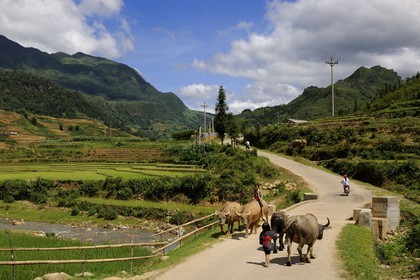 Vietnam, province de Lao Cai, région de Sapa, enfants de la minorité Hmong Noir ramenant leurs buffles