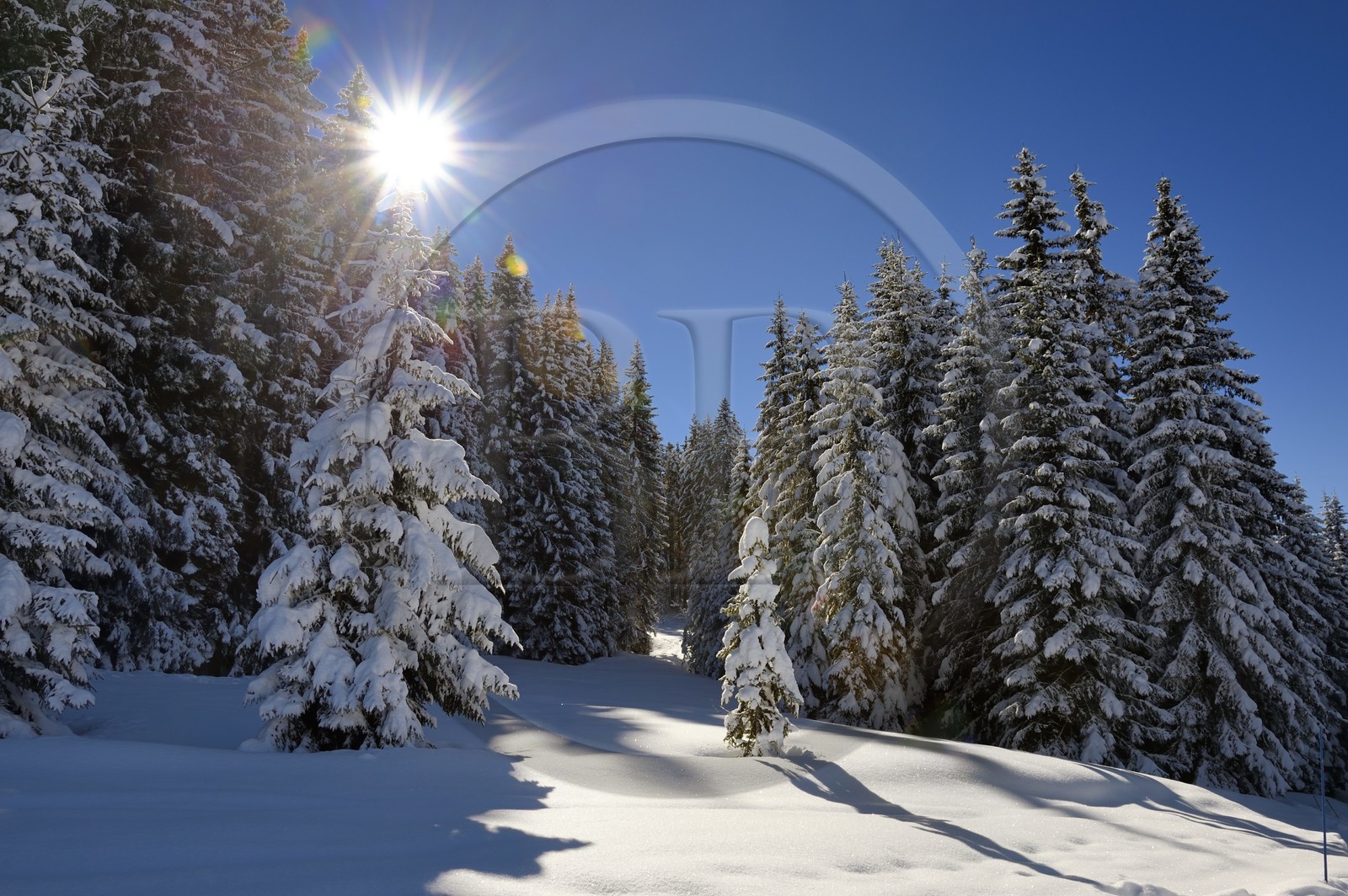 France, Haute-Savoie (74), Morzine, la vallée d'Aulps, massif du Chablais, domaine skiable des Portes du Soleil, la forêt enneigée sur le Pléney (1554m)