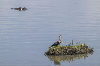 Rwanda, Parc national de l'Akagera, le lac Hago, Anhinga d'Afrique (Anhinga rufa), parfois appelé oiseau-serpent