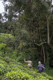 Rwanda, Province de l’Ouest, Gisakura, Parc national de Nyungwe, le garde de African Parks Claver Mtoyinkima guidant des touristes sur la piste des Colobes de Ruwenzori (Colobus angolensis ruwenzorii) pendant un safari à pied dans la forêt tropicale humide naturelle bordée par les plantations de thé
