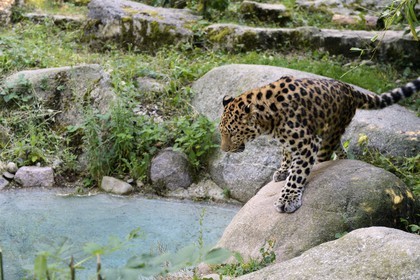 France, Haut Rhin, Mulhouse, botanical and zoological park, Amur leopard (Panthera pardus orientalis)