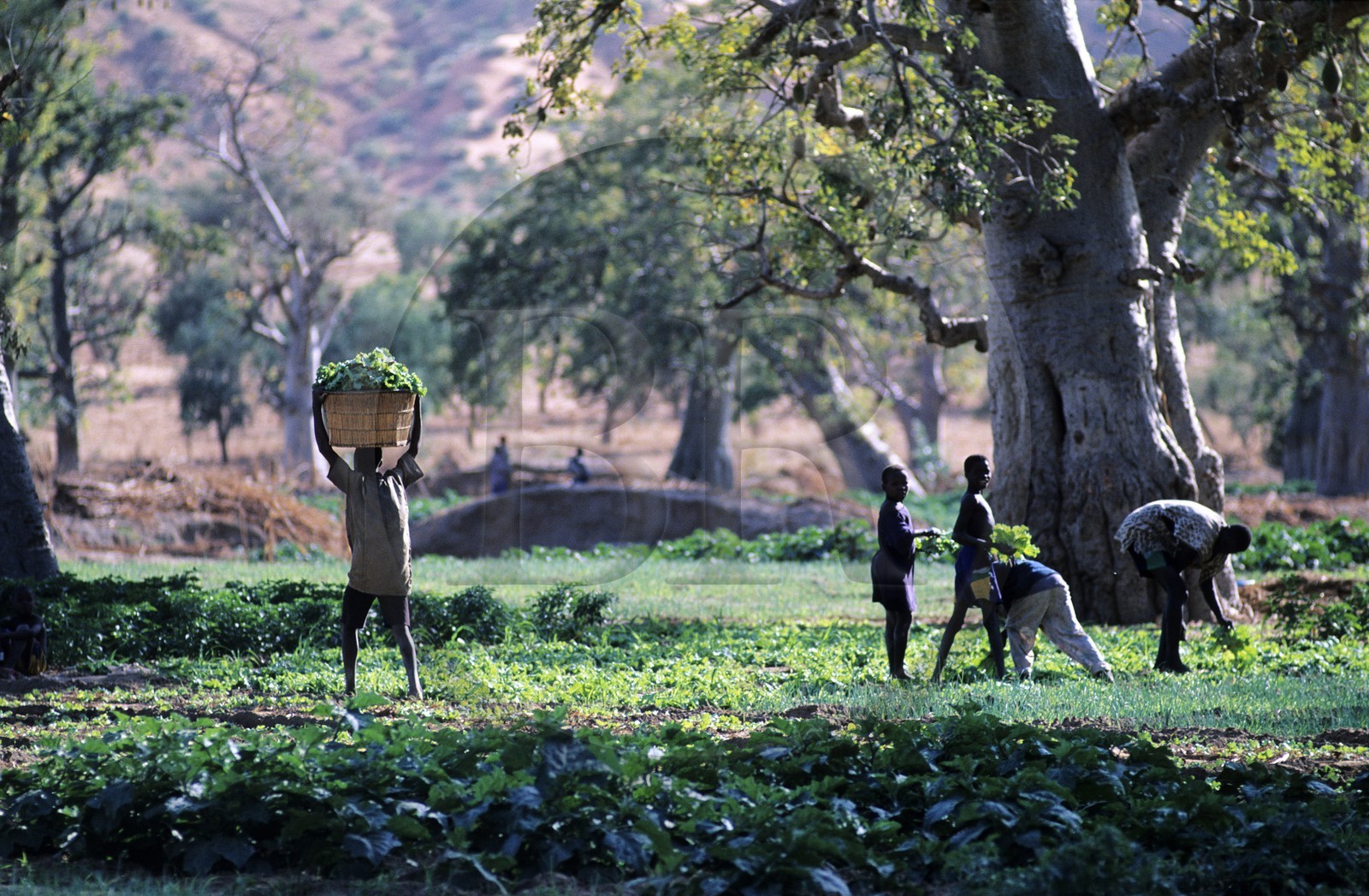 Mali, pays Dogon, falaise de Bandiagara classée Patrimoine Mondial de l'UNESCO, culture au bas de la falaise de Bandiagara au milieu des baobab