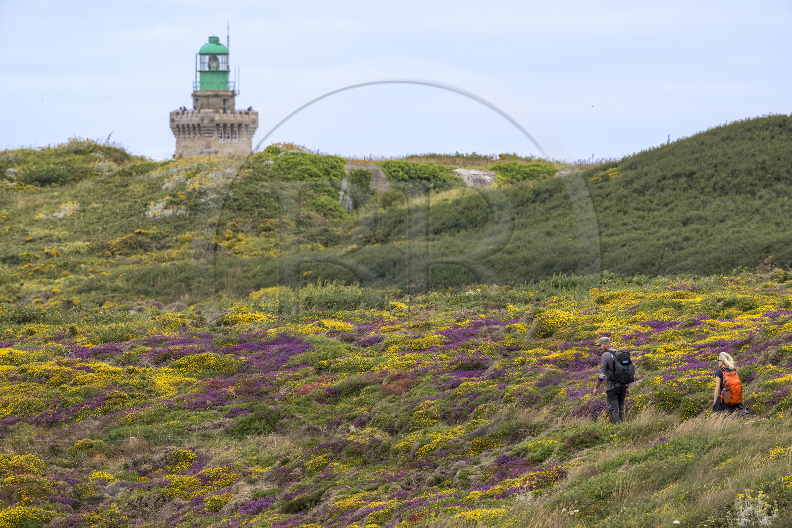 France, Côtes d'Armor (22), Grand Site de France Cap d'Erquy – Cap Fréhel, Plévenon, randonneurs sur le chemin de Grande Randonnée GR34 et le phare du Cap Fréhel en arrière plan