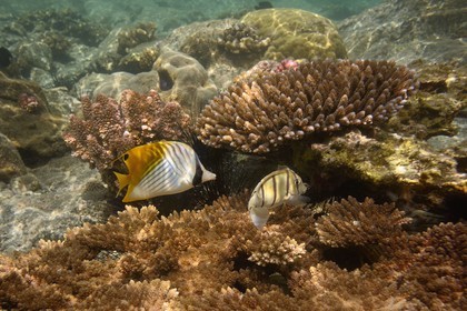 France, Reunion island (French overseas department), West Coast, Saint Gilles Les Bains (town of Saint-Paul), coral reef of Ermitage lagoon, threadfin butterflyfish (Chaetodon auriga) and sea urchins (underwater view)