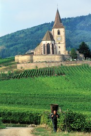 France, Haut Rhin, the Alsace wine road, Hunawihr Village, labelled Les Plus Beaux Villages de France (The Most Beautiful Villages of France), Christophe Kurtz grape picker with a wooden basket on his bac