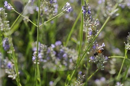 France, Var (83), Provence Verte, Bras, la maison d'hôtes Le Peyrourier une campagne en Provence, abeille butinant de la lavande