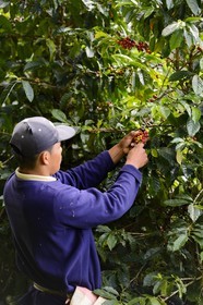 Panama, Chiriqui province, Boquete, Coffee Plantation Finca Lerida, coffee beans harvesting by a Native American Nägbe