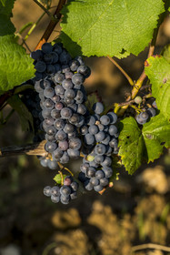 France, Côte-d'Or (21), les climats de Bourgogne classés Patrimoine Mondial de l'UNESCO, Route des Grands Crus, vignoble de la Côte de Beaune, Pernand-Vergelesses, grappe de raisin à maturité à quelques jours des vendanges