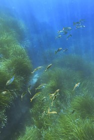 France, Var (83), Rayol-Canadel-sur-Mer, Domaine du Rayol, le jardin des Méditerranées, propriété du conservatoire du littoral mention obligatoire, le sentier marin, banc de saupes et herbier de posidonie
