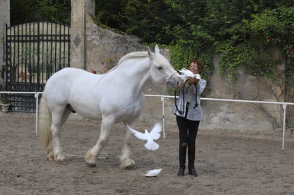 France, Loir et Cher (41), château de Chambord, spectacle d' Art équestre