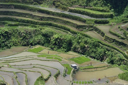Philippines, province d'Ifugao, les rizières en terrasses de Banaue à Cambulo, classées Patrimoine Mondial de l'UNESCO