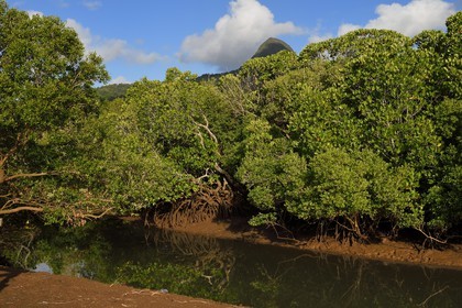 France, Mayotte island (French overseas department), Grande-Terre, Kani-Keli, the Kani-Be mangrove, Mount Choungui in the background