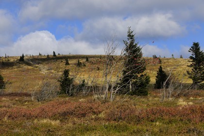 France, Haut-Rhin (68), la route des Crêtes, réserve naturelle tourbière du Tanet-Gazon-du-Faing