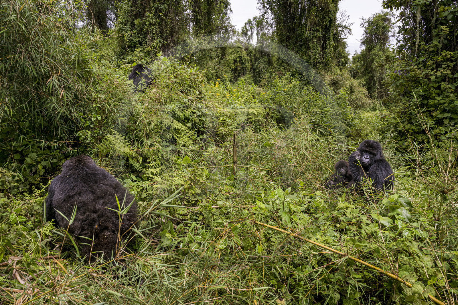 Rwanda, Province du Nord, Parc National des Volcans dans la chaine des Monts Virunga, mont Karisimbi, gorilles des montagnes (Gorilla beringei beringei) du groupe Susa, mère avec son petit de 6 mois Rwanda, Province du Nord, Parc National des Volcans dans la chaine des Monts Virunga, mont Karisimbi, gorilles des montagnes (Gorilla beringei beringei) du groupe Susa, mère avec son petit de 6 mois
