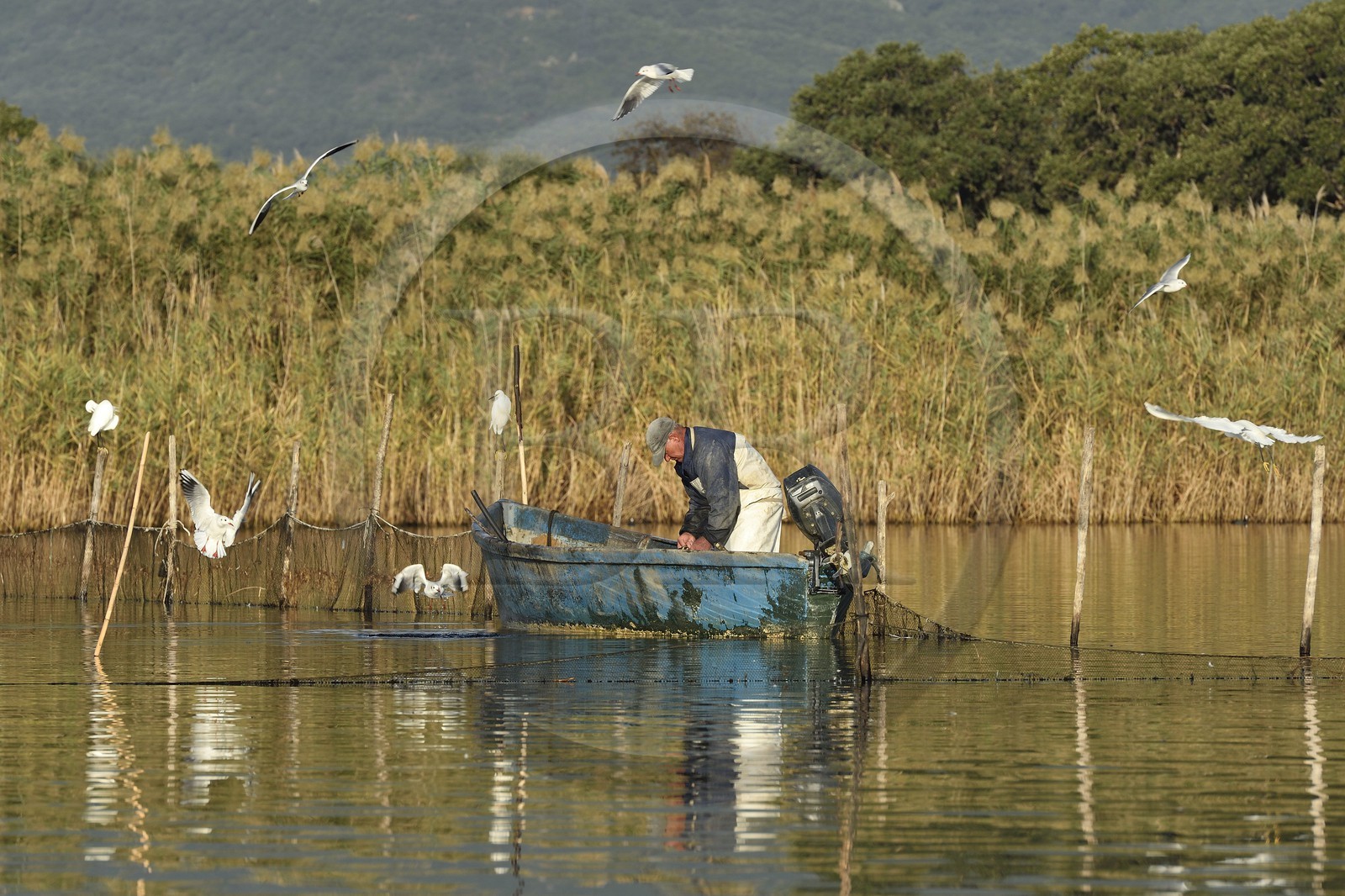 France, Haute-Corse (2B), l'étang de Biguglia (stagnu di Chjurlinu), réserve naturelle de Corse (RNC), pecheur relevant les filets tendus sur des pieux d'aulne