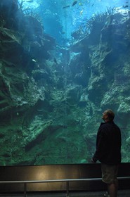 France, Manche, Cherbourg, Cite de la Mer museum, the large aquarium