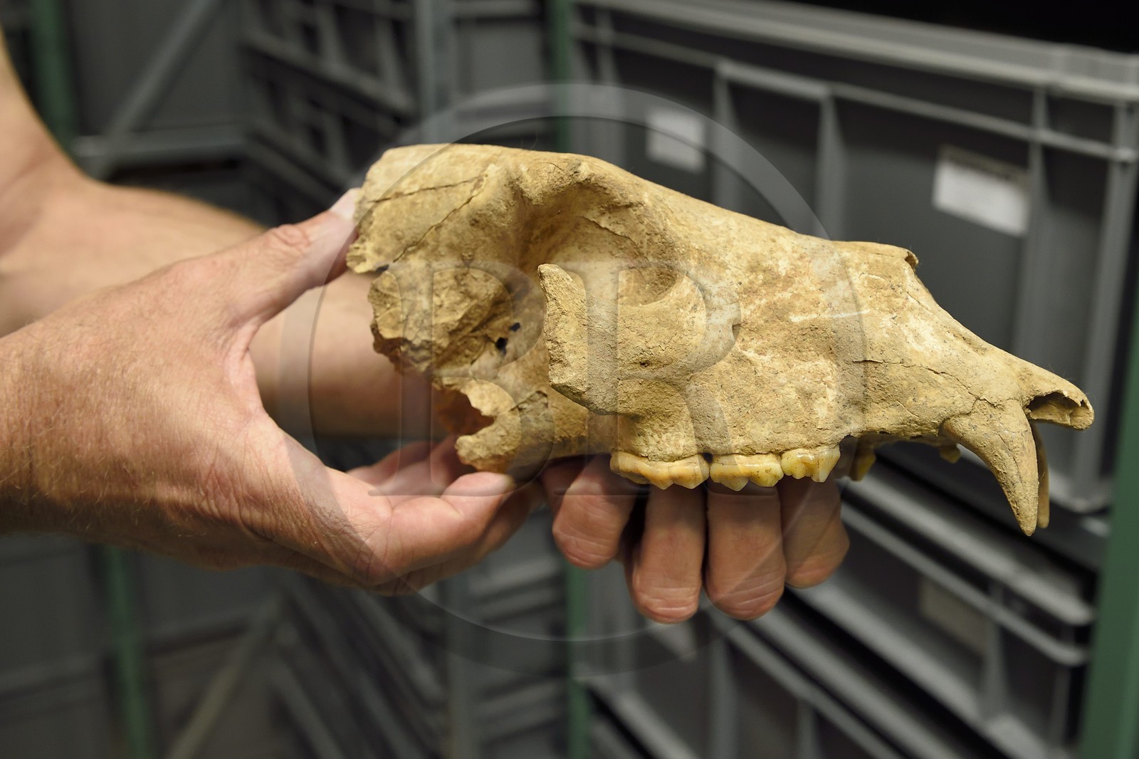 France, Dordogne (24), Périgord Noir, vallée de la Vézère, Les Eyzies-de-Tayac-Sireuil, site classé Patrimoine Mondial de l'UNESCO, Musée National de la Préhistoire, les réserves, crane d'un ours étrusque d'environ 1 200 000 ans provenant du site de Ceyssaguet