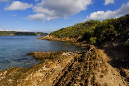 France, Var (83), Iles d'Hyères, parc national de Port Cros, Ile de Port-Cros, plage du Sud