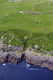 Royaume-Uni, Ecosse, Hébrides intérieures, Ile de Islay, troupeau de vaches en bordure de mer à Rinnsof Islay (vue aérienne)