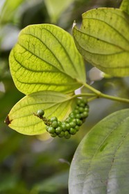 Sri Lanka, Central Province, Matale District, Kawudupelella, Ranweli Spice Garden, pepper seeds
