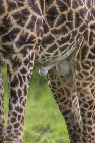 Rwanda, Parc national de l'Akagera, girafe (Giraffa camelopardalis) male, testicules et pénis