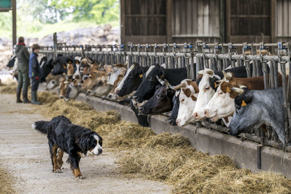 France, Vendée (85), Saint-Mesmin, ferme bio Epicoeur de la Rambaudière, troupeau de 70 vaches laitières élevées par Nicolas et Charlotte Audouin