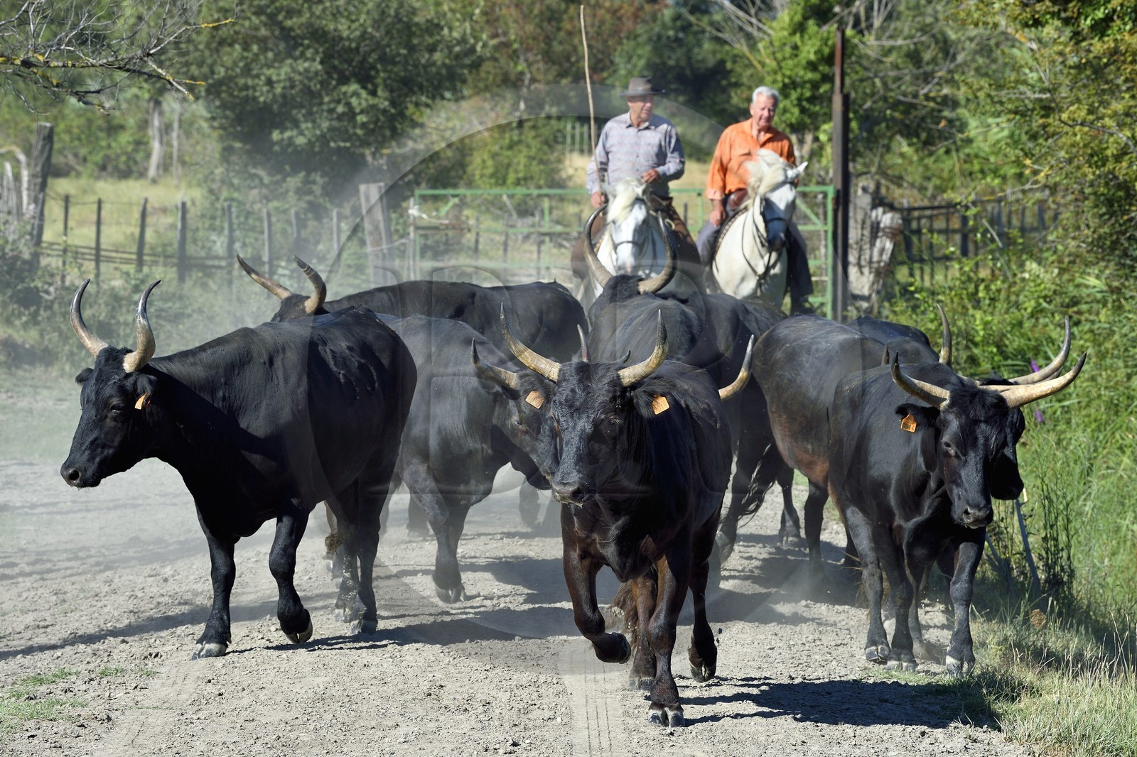 France, Bouches-du-Rhône (13), Parc naturel régional de Camargue, Mas du Menage, manade Saint Antoine (Cauzel), gardians avec les taureaux camarguais appellés Raço di Biou