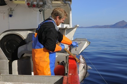 Norvège, Nordland, Îles Lofoten, pêche à la ligne professionnelle