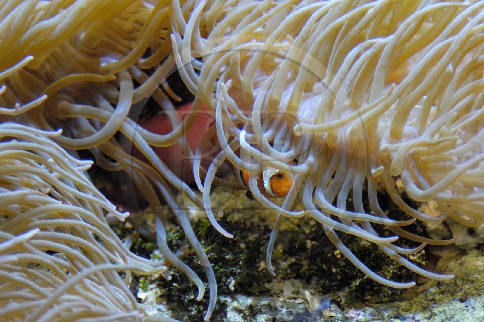 France, Manche (50), Cherbourg, Cité de la Mer, poisson clown (Amphiprioninae) dans un des nombreux aquarium