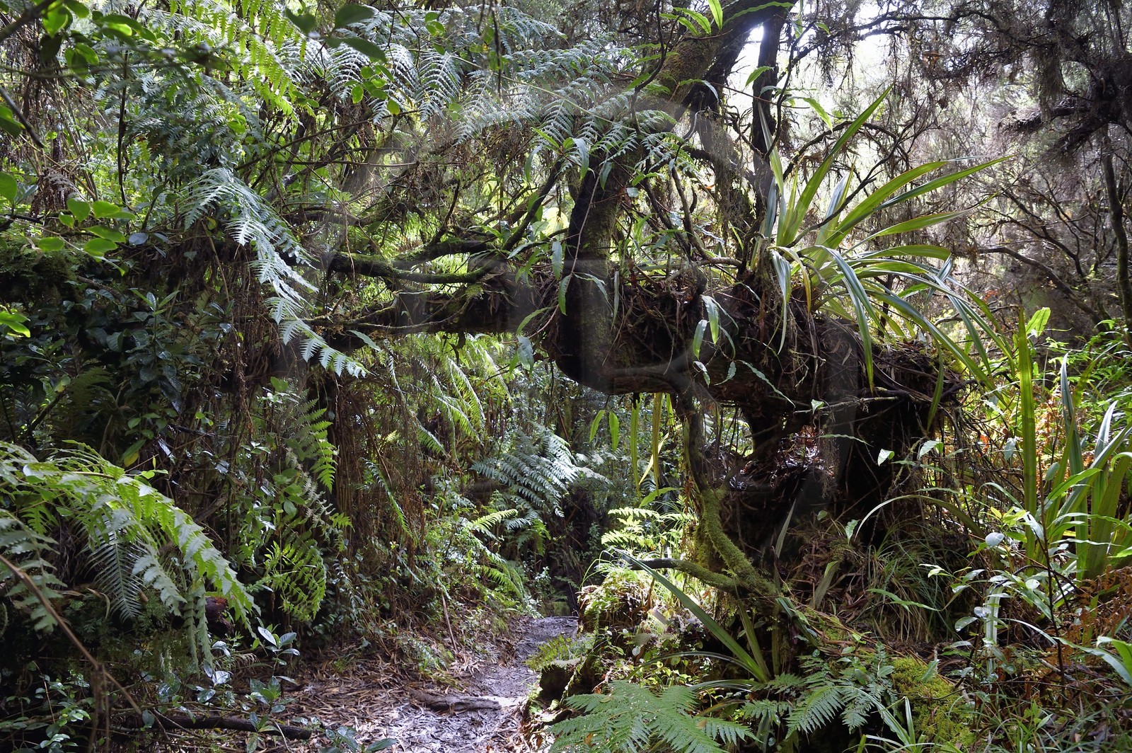 France, Ile de la Reunion, Parc National de la Réunion classé Patrimoine Mondial de l'UNESCO, La Plaine des Palmistes, forêt de Bébour, sentier de randonnée Bras Cabot