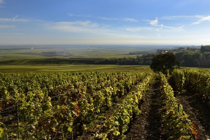France, Marne, regional park of Montagne de Reims, Verzenay, Champagne vineyards
