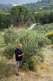 France, Vaucluse, Cadenet, Bastide du Laval, Roland Coupat in his olive grove