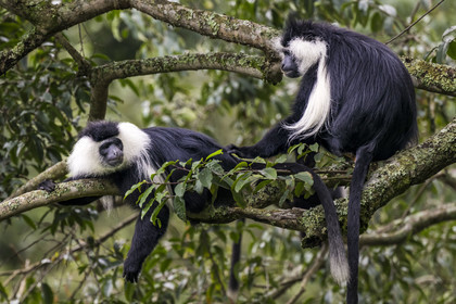 Rwanda, Province de l’Ouest, Gisakura, Parc national de Nyungwe, Colobes de Ruwenzori (Colobus angolensis ruwenzorii) pendant un safari à pied dans la forêt tropicale humide naturelle