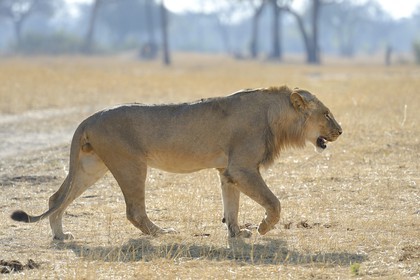 Zimbabwe, Matabeleland North Province, Hwange National Park, lion (Panthera leo)