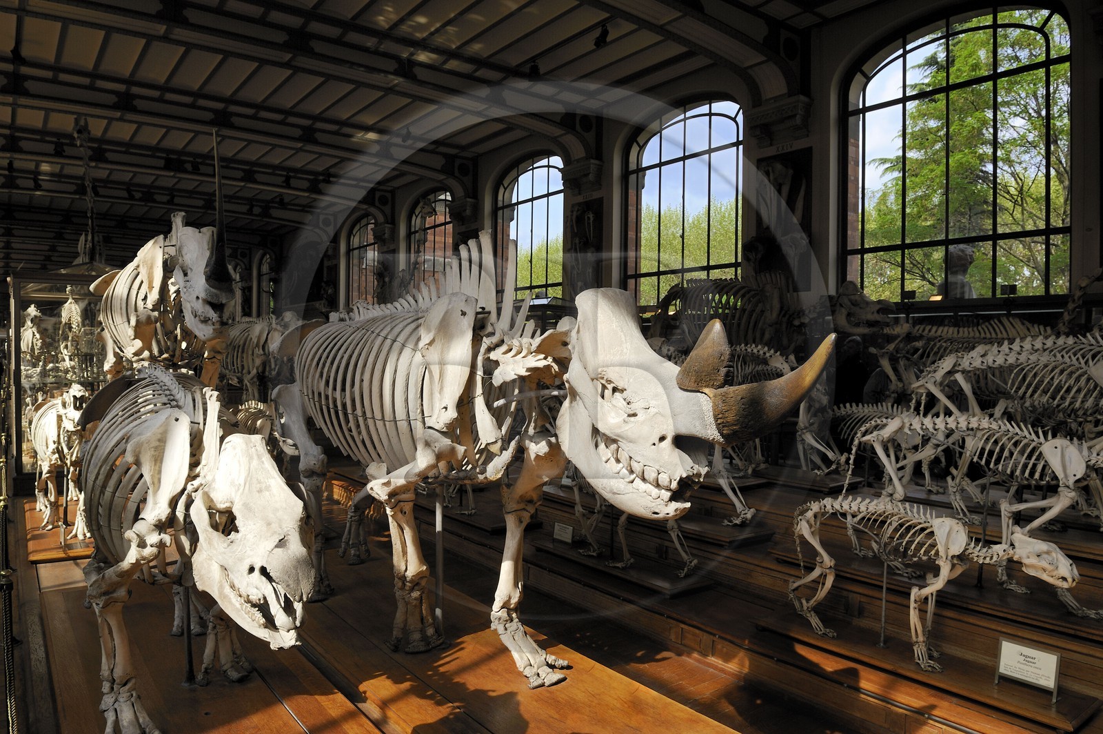 France, Paris (75), Jardin des Plantes, Museum National d'Histoire Naturelle, Galeries de Paléontologie et d'Anatomie comparée