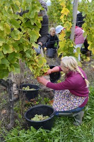France, Bas-Rhin (67), Route des Vins d'Alsace, Mittelbergheim, labellisé Les Plus Beaux Villages de France, vendanges manuelles au domaine Wittmann