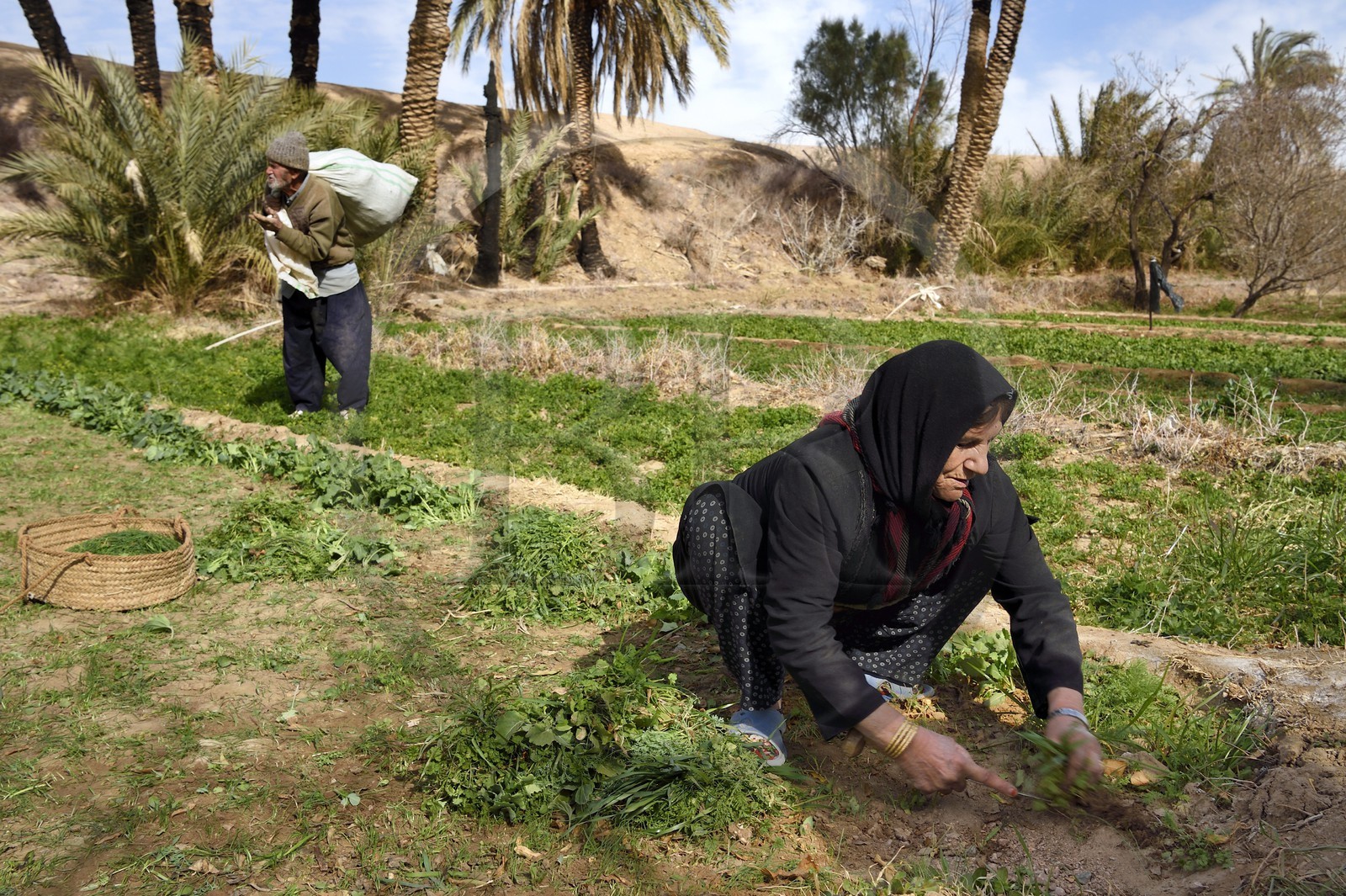 Iran, Province d'Ispahan, désert du Dasht-e Kavir, l'oasis d'Arousan dans la région de Khur et Biabanak, femme récoltant son champ