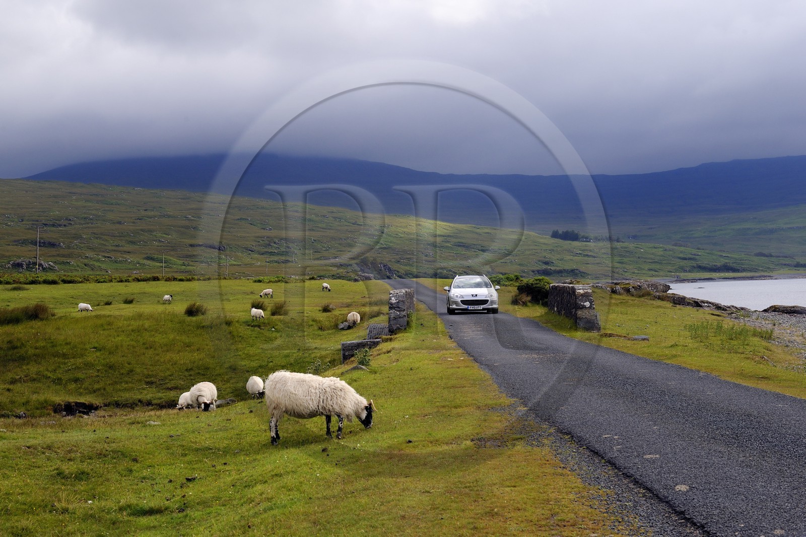 Royaume-Uni, Ecosse, Highland, Hébrides intérieures, Ile de Mull, moutons et béliers en bordure du Loch na Keal