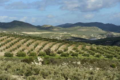 Spain, Andalusia, Jaén Province, olive groves south of Martos between Baena and Alcaudete