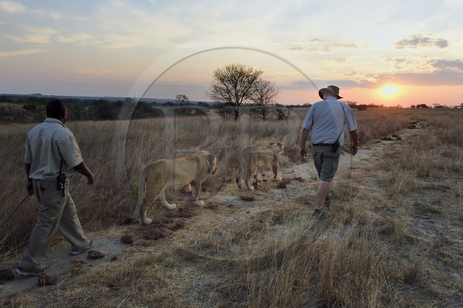 Zimbabwe, province des Midlands, Gweru, Antelope Park qui abrite ALERT (African Lion and Environmental Research Trust), marche à pied en compagnie de lions dans la brousse, le managing director Gary Jones en compagnie d'un guide - dresseur