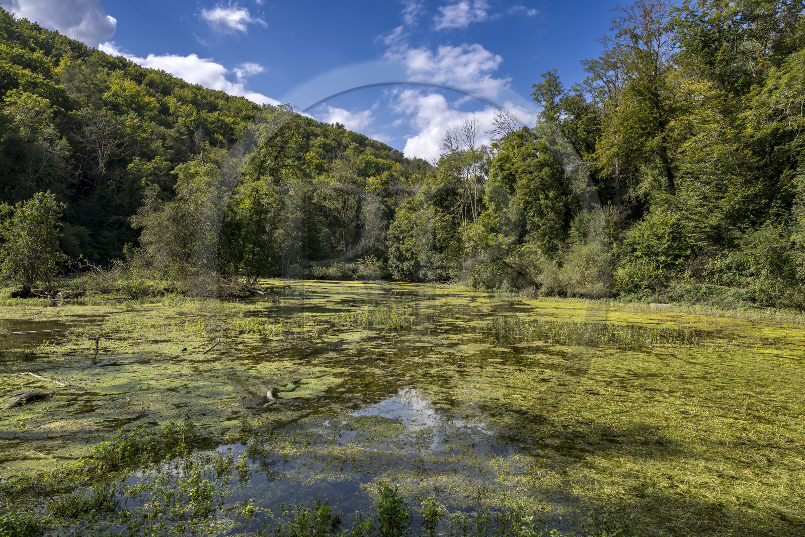 France, Côte-d'Or (21), Touillon, randonnée le long du ru (ruisseau) de Fontenay amenant à l'abbaye de Fontenay, l'étang de la Roche en amont de l'abbaye