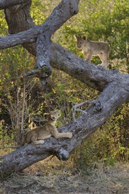 Tanzanie, Reserve de gibier de Selous une des plus grandes zones protégées au monde et inscrite sur la liste du patrimoine mondial de l’Unesco depuis 1982, lionceaux