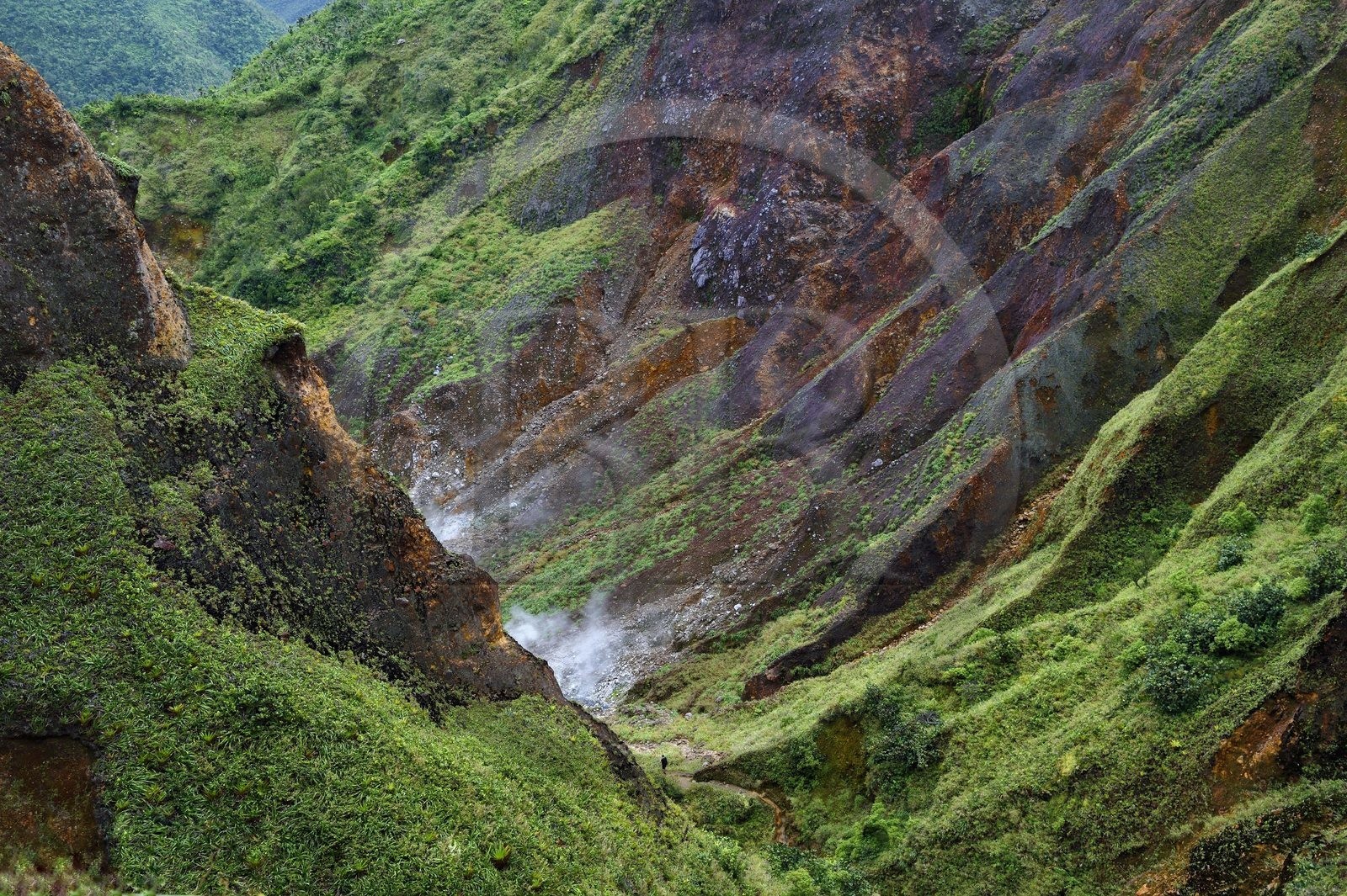 Caraïbes, Ile de la Dominique, Castle Bruce, Parc national du Morne Trois Pitons classé Patrimoine Mondial de l'UNESCO, la Vallée de la Désolation avec fumerolles et sources d'eau chaude, randonnée sur le sentier menant au Boiling Lake