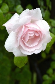 France, Finistere, Quimper, Locmaria area, medicinal and aromatic plants garden, a rose