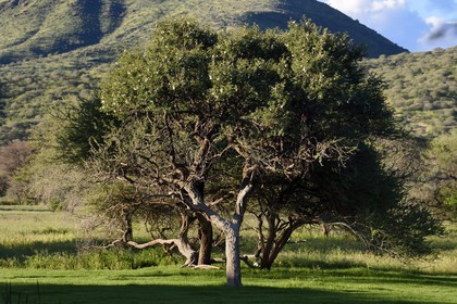 Namibie, région de Khomas, nord de Windhoek, Okapuka Ranch, acacia